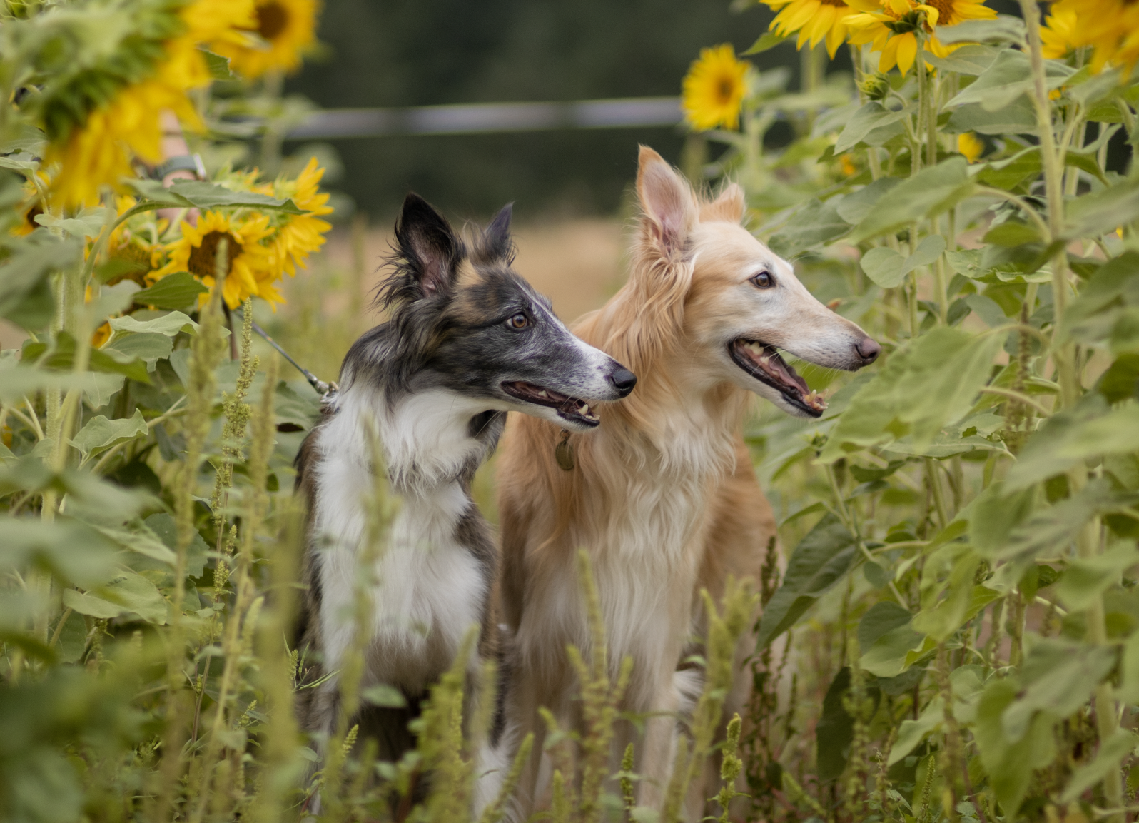 A photo of my two dogs, Zagreus and Argus, in a sunflower field.